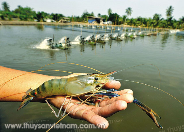 Hạn chế dịch bênh trên tôm, Thái Lan mở rộng đối tượng nuôi Hạn chế dịch bênh trên tôm, Thái Lan mở rộng đối tượng nuôi